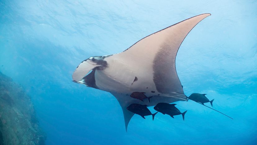 Giant oceanic manta ray