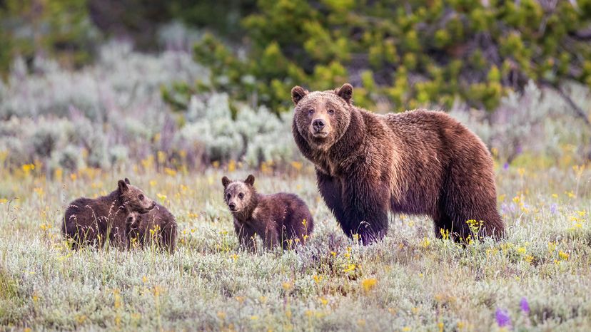 Grizzly bear with cubs