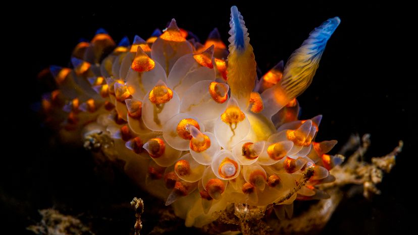 nudibranch