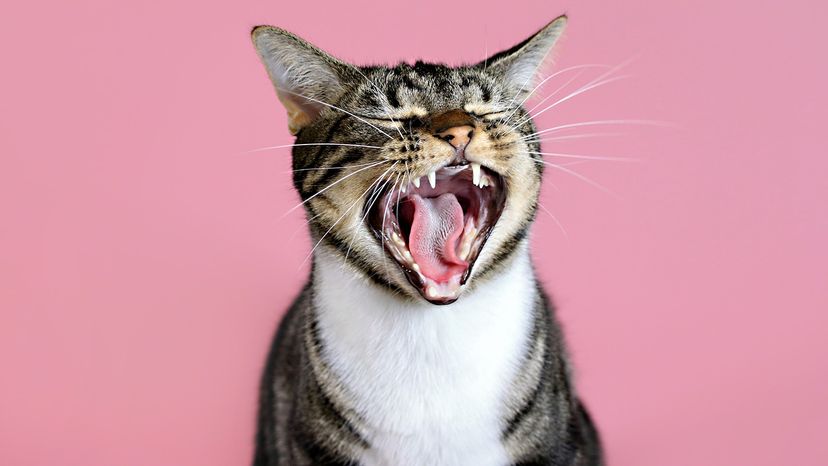 Cat yawning