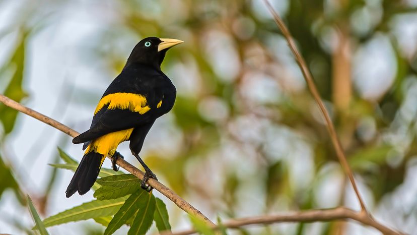 yellow-rumped cacique
