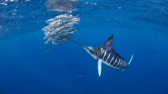 Swordfish vs. Marlin (Yes, They're Different Fish)