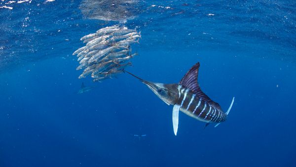 Swordfish vs. Marlin (Yes, They're Different Fish)