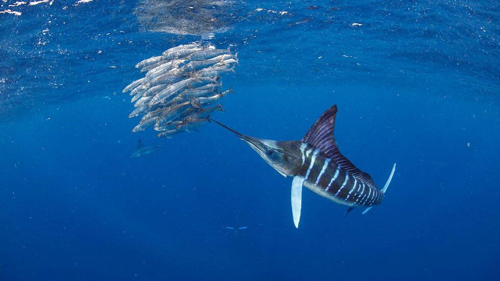 Swordfish vs. Marlin (Yes, They're Different Fish)