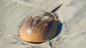 horseshoe crab