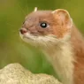 Stoat: A Petite, Scrappy and Irresistibly Soft Speedster
