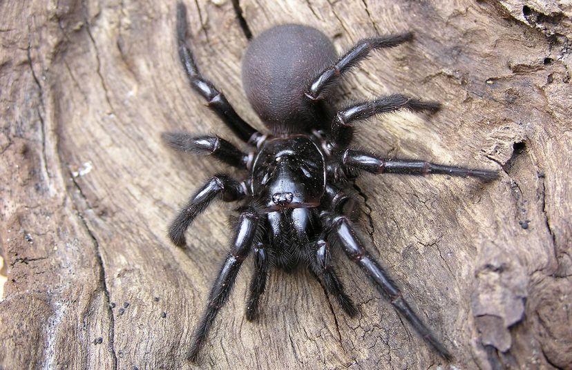 Sydney funnel-web spider