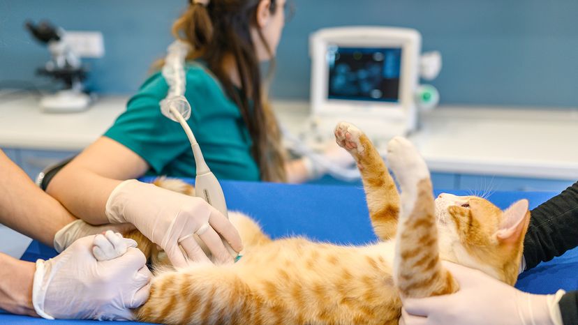 cat at vet