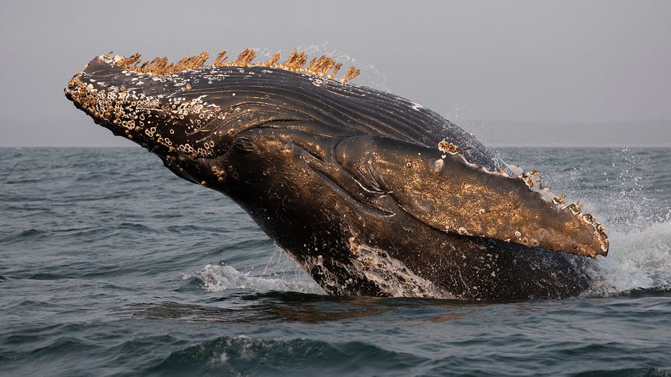 Are Barnacles on Whales Normal or Problematic? Or Both?