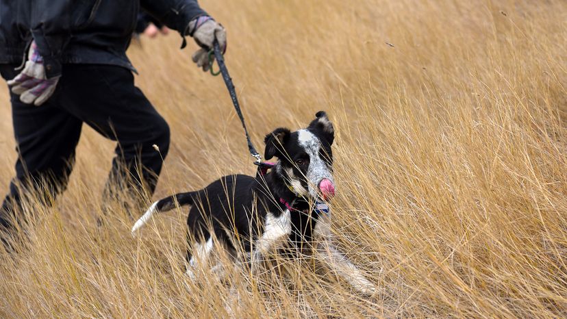 Border Collie Blue Heeler