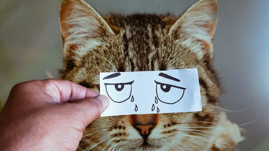 Can Cats Cry Tears of Sadness?