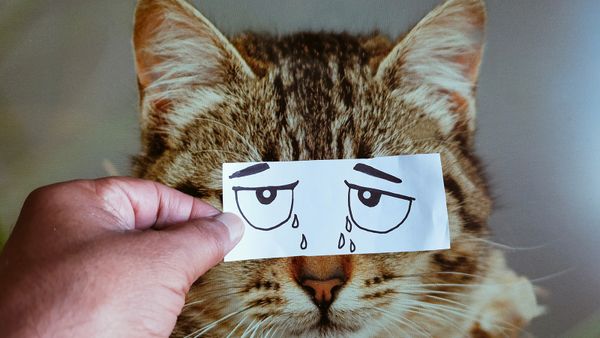 Can Cats Cry Tears of Sadness?