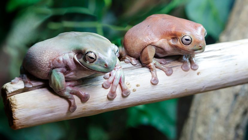 White's tree frogs