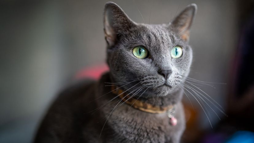 Russian Blue