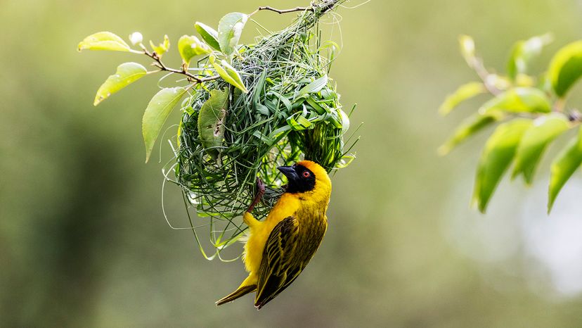 southern masked weaver
