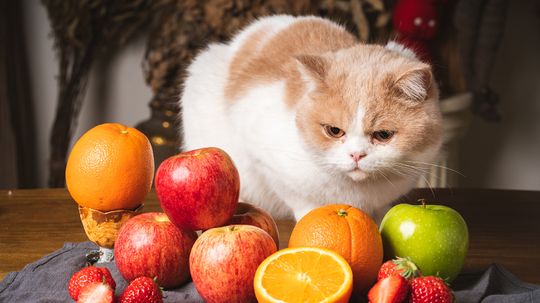 Can Cats Eat Oranges? More Importantly, Why Are You Asking?