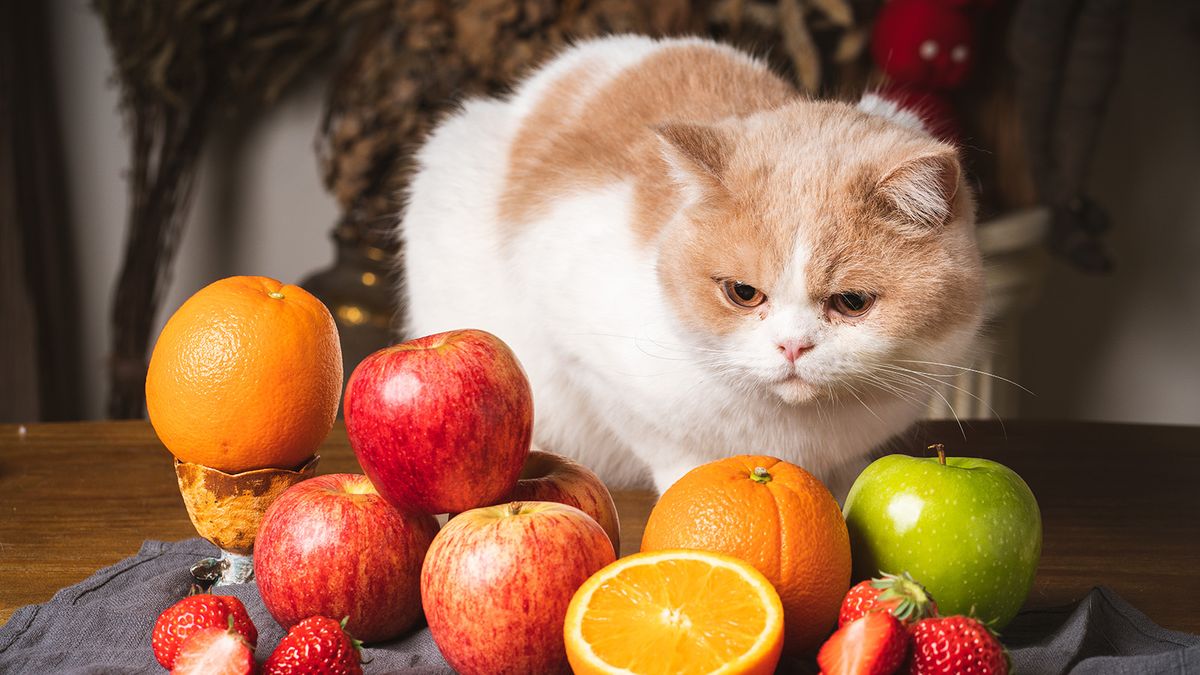 Can Cats Eat Oranges? More Importantly, Why Are You Asking?
