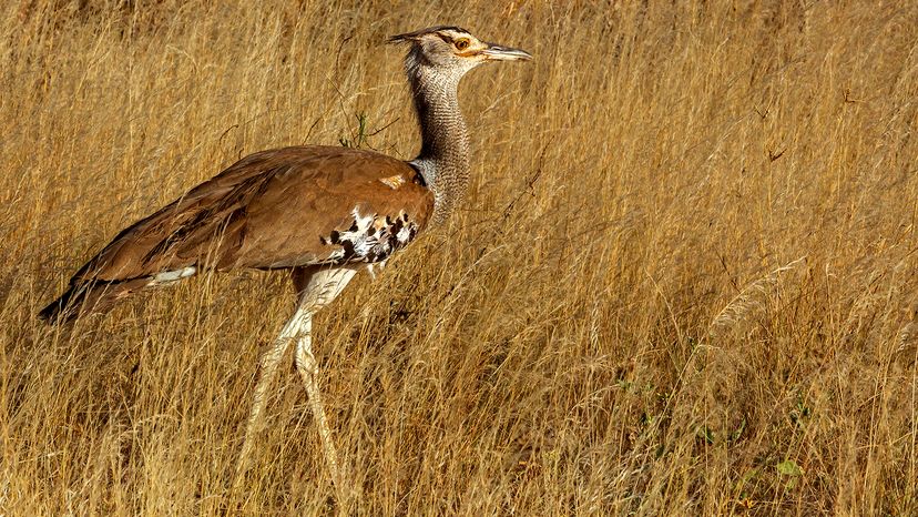 Kori bustard