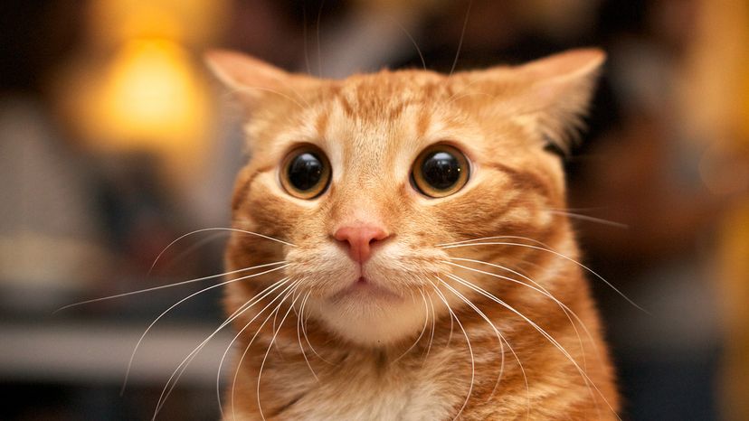 orange cat with wide eyes