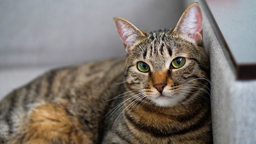 Tabby cat