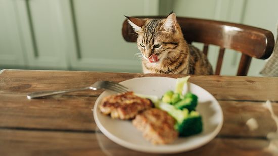 Can Cats Eat Corn? Let's Talk About Obligate Carnivores