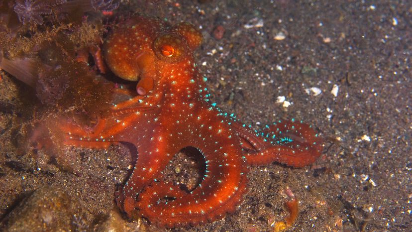 Northern Pacific octopus