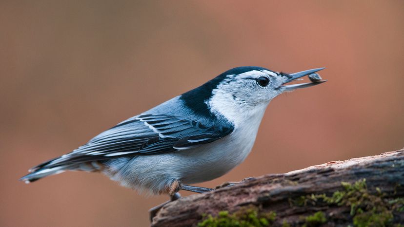 White-breasted Nuthatch