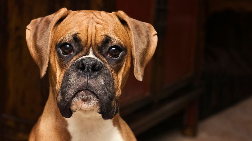 boxer dog