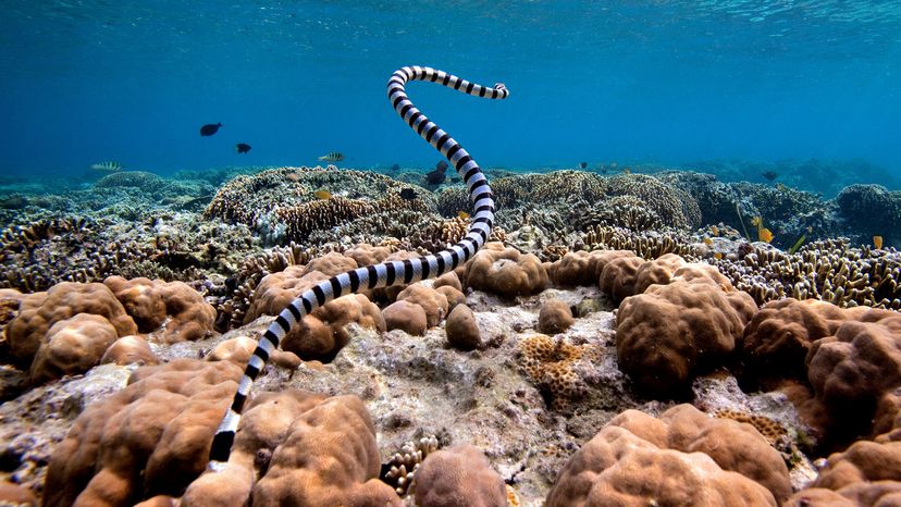 Sea snake