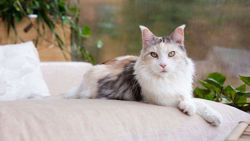 cat