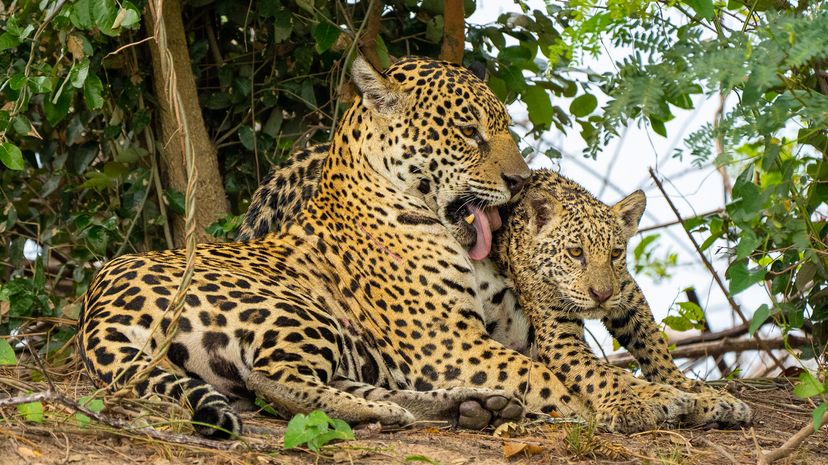 jaguars