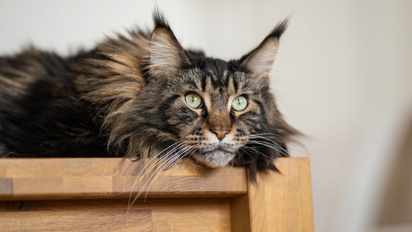 Maine Coon