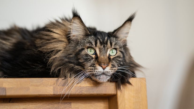 Maine Coon