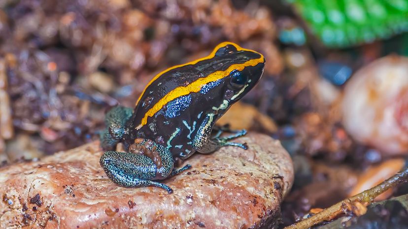 Lovely poison frog