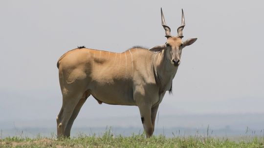 Eland Looks Like a Muscular Cow With Thick, Twisted Horns