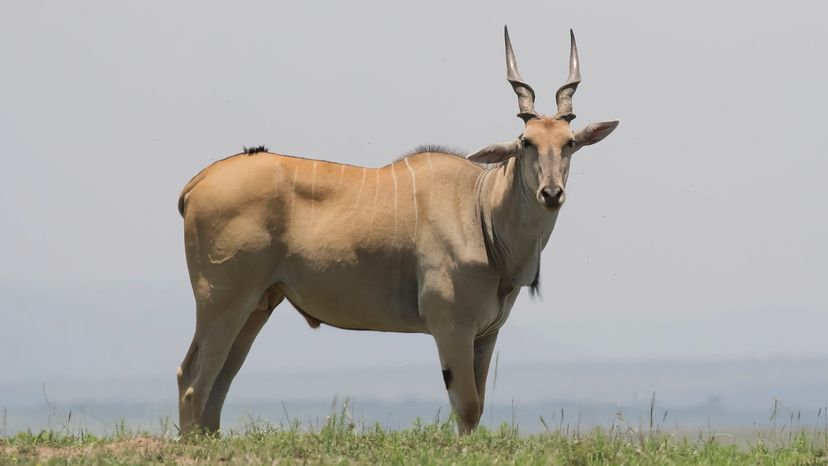 muscular antelope with twisted horns stands in low grass