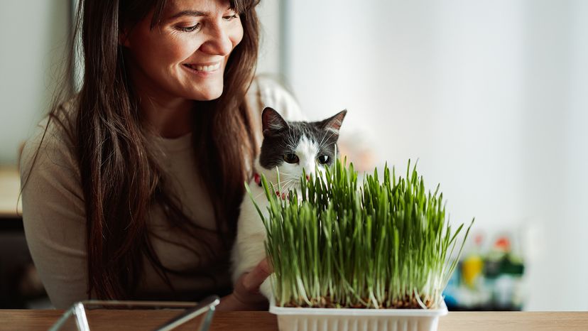 Cat with catnip