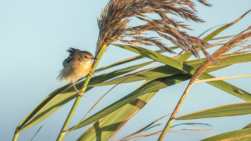 Golden-headed Cisticola on plants