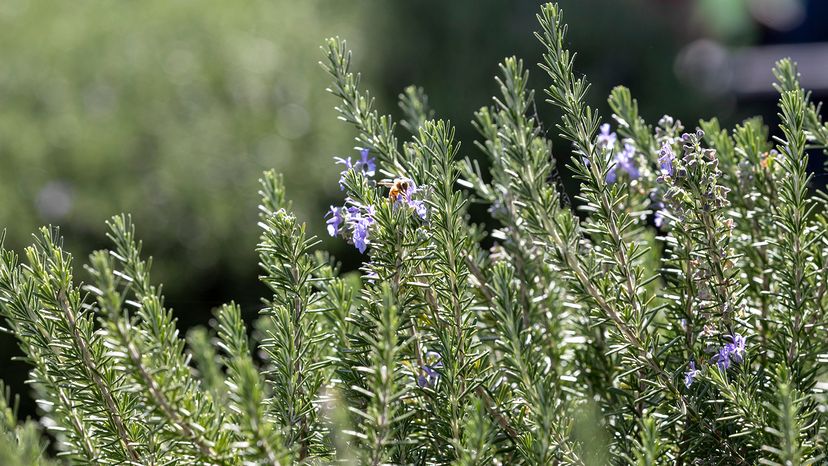 Rosemary