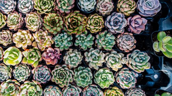 12 Types of Succulents for a Low-maintenance Garden