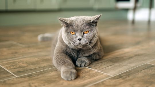 Why Is My Cat Peeing Everywhere? Let's Dig in