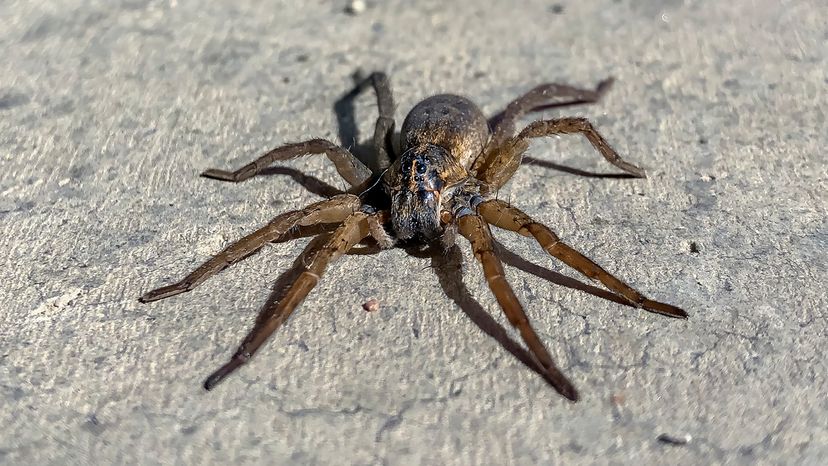 Wolf spider