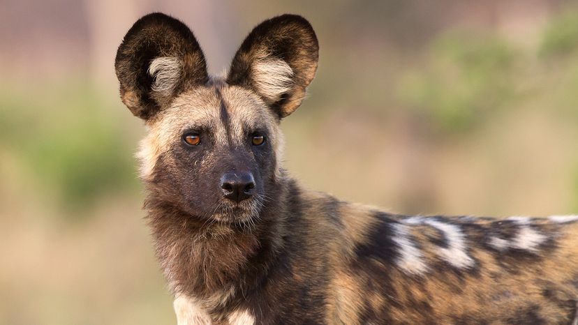 african dog