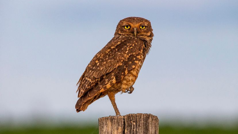 owl