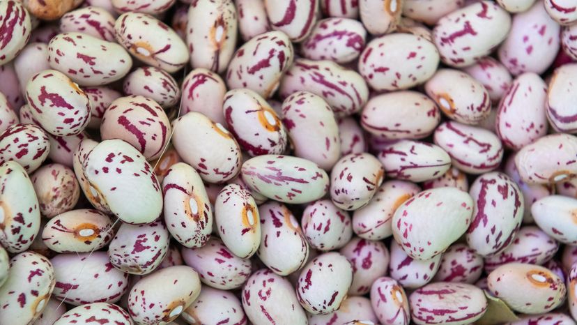 Pinto Beans