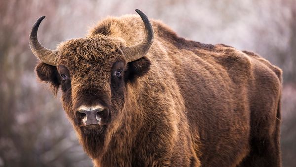 Bison Bounced Back From Near Extinction