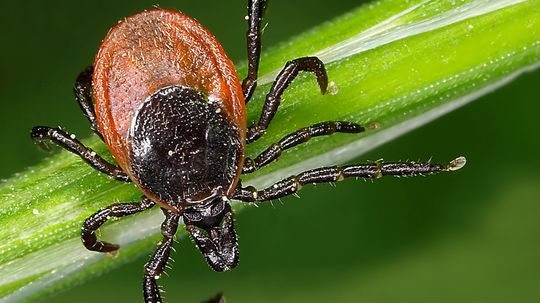 10 Types of Ticks for You and Your Pets to Avoid