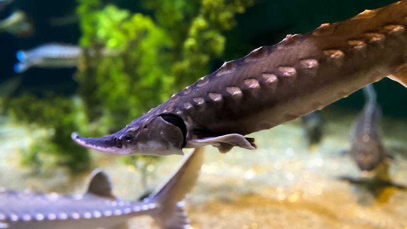 Lake sturgeon