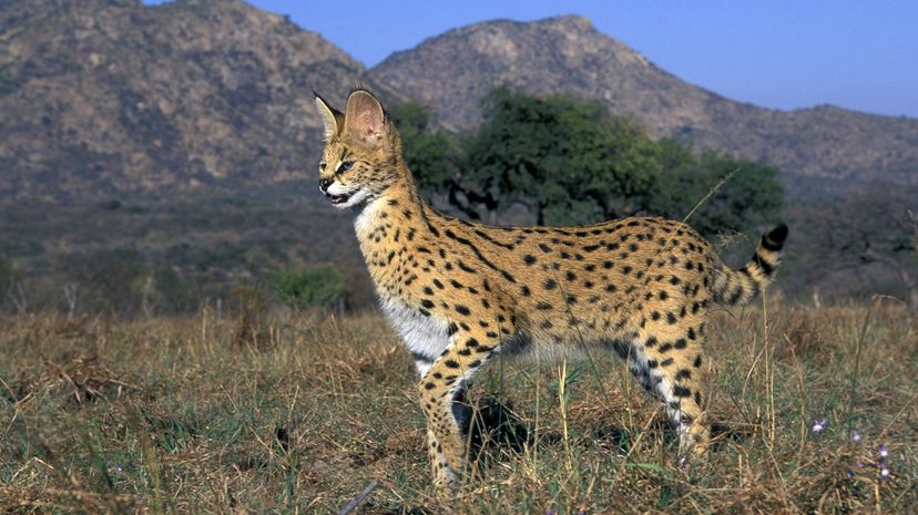 Serval