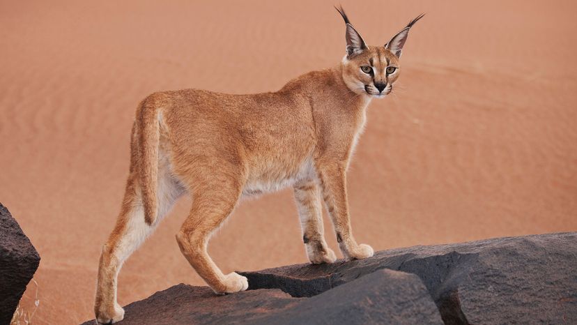 Caracal